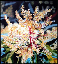 Image 20 - MangoBlossom40x36JupiterMedicalCenterMai_fs