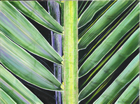 Image 11 - IMG_2224_edited_coconut_palm_frond_30x40_edited-1_fs