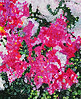 Image 12 - Bougainvillea I, 24