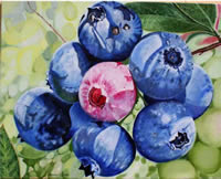 blueberries_fs