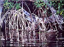 Image 49 - Deering Mangroves