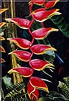 Image 56 - Heliconias and Snakes