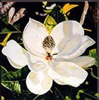 Image 58 -Magnolia