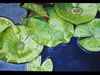 Image: 2 - Everglades Series 1 - Lilies oil on canvas