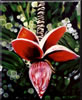 Image: 7 - Banana Blossom