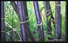 Image: 8 - Black Bamboo