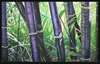 Image: 8 - Black Bamboo
