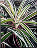 Image: 39 - Painting Gallery: Bromeliadtree