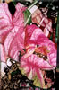 Image: 12 - Caladium III