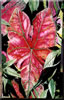 Image: 11 - Caladium I