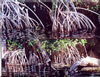 Image: 44 - Painting Gallery: Deering Bay Mangroves X4