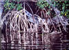 Image: 45 - Painting Gallery: Deering Mangroves