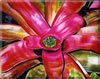 Image: 46 - Painting Gallery: Fairchild Bromeliad ShowII