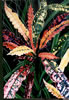 Image: 48 - Painting Gallery: Florida-Croton-Series3