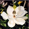 Image: 54 - Painting Gallery: Magnolia