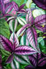 Image: 20 - Painting Gallery: Persian Shield