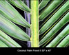 Image: 23 - Painting Gallery: Coconut Frond I