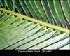 Image: 24 - Painting Gallery: Conconut Palm Frond I