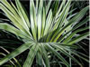 Image: 18 - Small Palm Frond