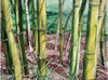 Image: 19 - Bamboo Shadows