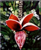 Title: Banana Blossom