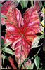 Title: Caladium I