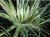 Title: Small Palm Frond