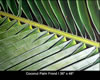 Title: Conconut Palm Frond I