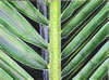 Title: Coconut Palm Frond II