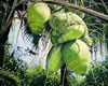 Title: Hutchinson Island Coconuts