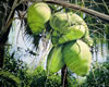 Title: Hutchinson Island Coconuts