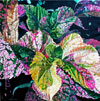 Coleus II