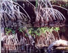 Painting Gallery: Deering Bay Mangroves X4