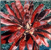 Painting Gallery: Indian Crimson Bromelead