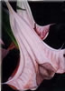 Painting Gallery: Small Angel